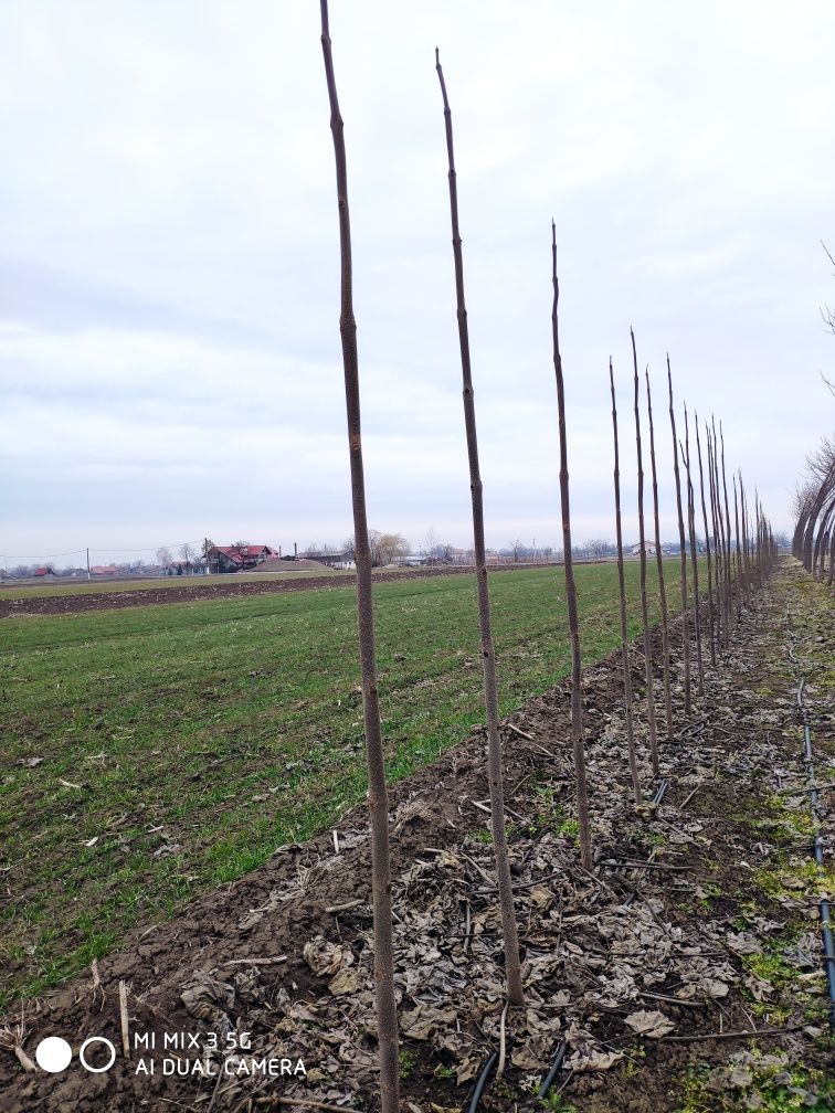 Puiet de Paulownia