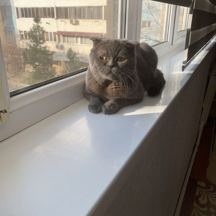 Девочка скоттиш страйт