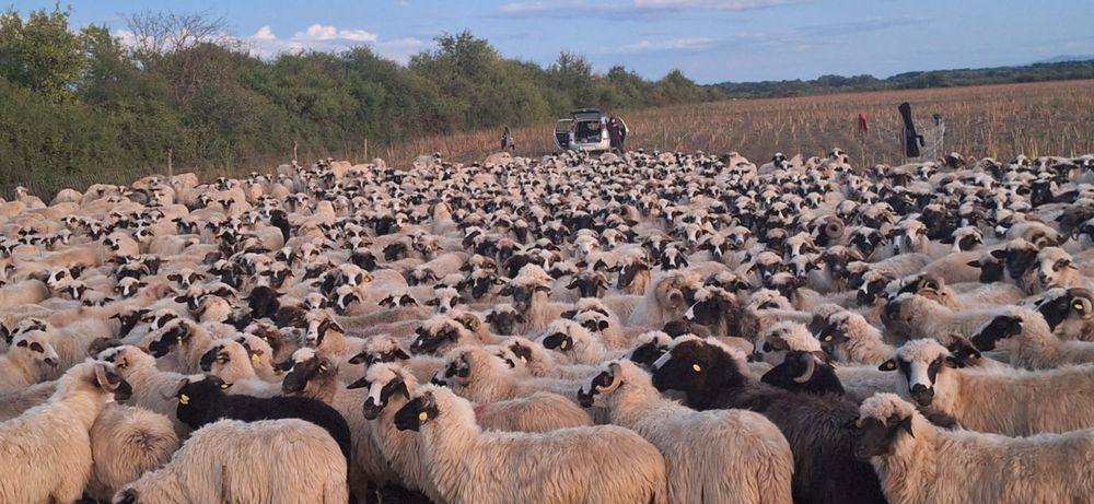 Vând  oi  țurcane