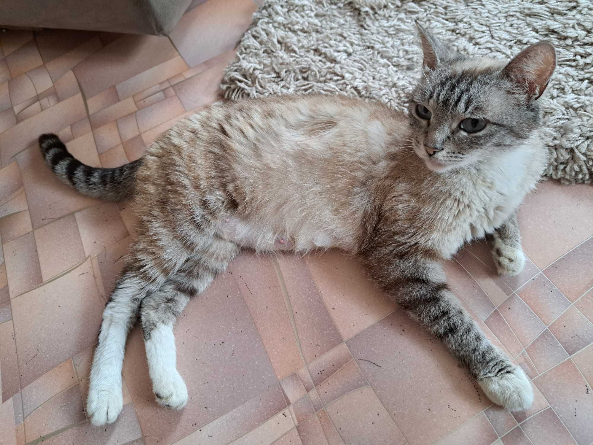 милая кошечка ищет дом