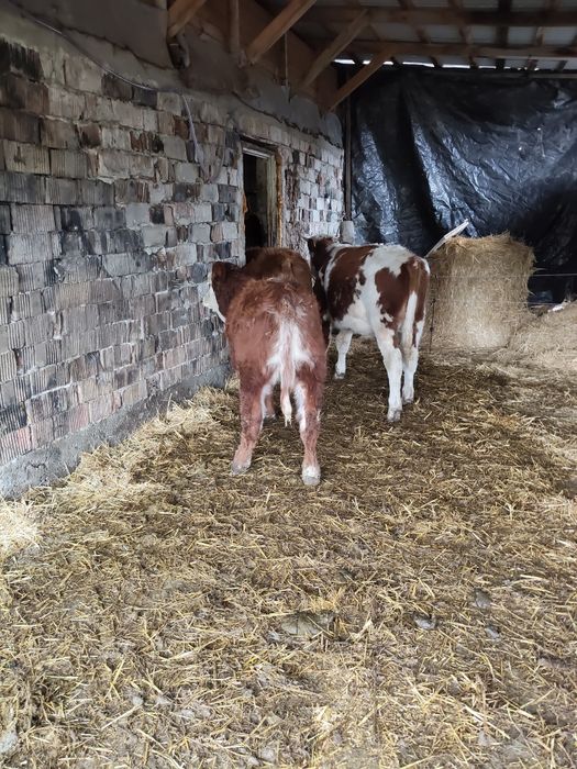 Vând vitei de limousine și baltata