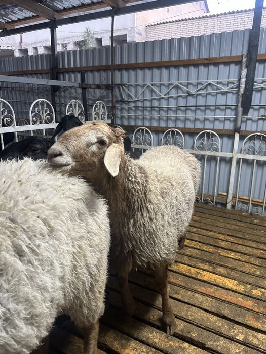 qõchqorlar sotiladi