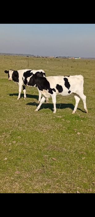 Vând 6 tăurași și 4 vitele