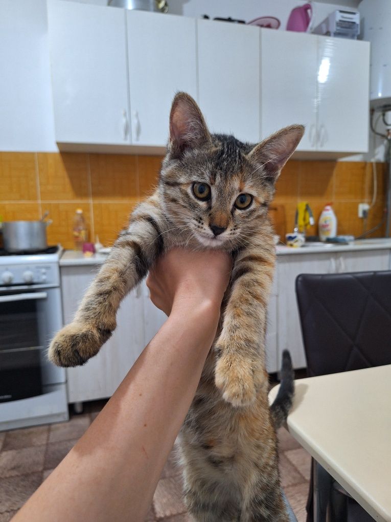 Котенок 3 месяца
