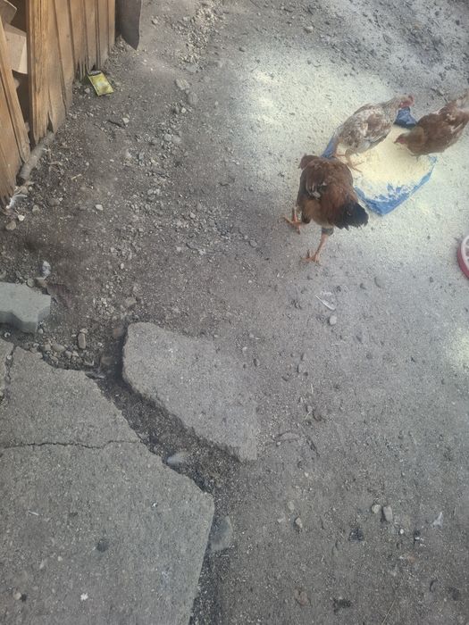 Găini și cocosii de vânzare