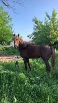 Продается лошадь Айғыр 3,5 года рост 160 хороший