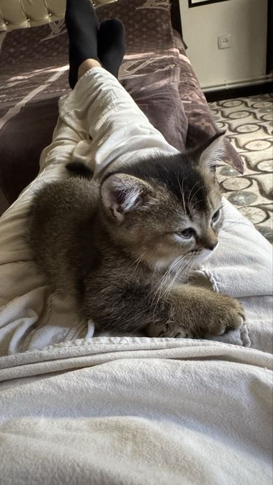 Скотиш страйт шиншилла