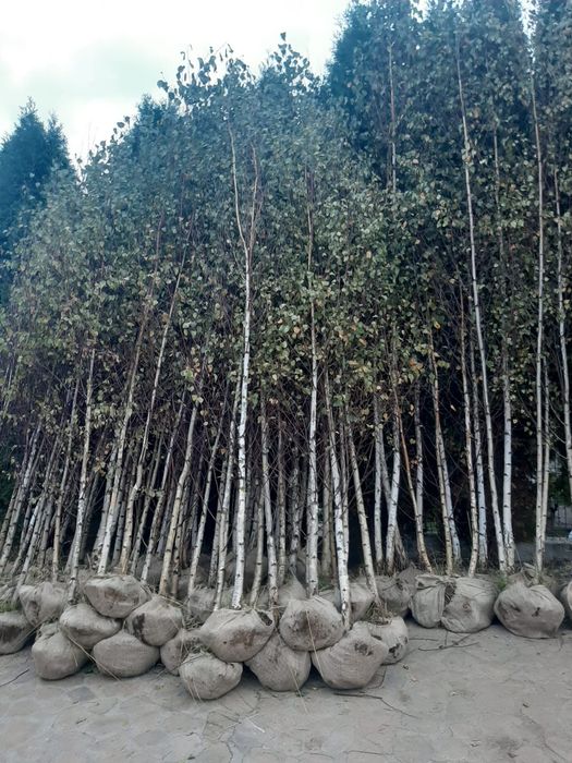 Vindem mesteacăn tei platan Brazi arginti si verzi
