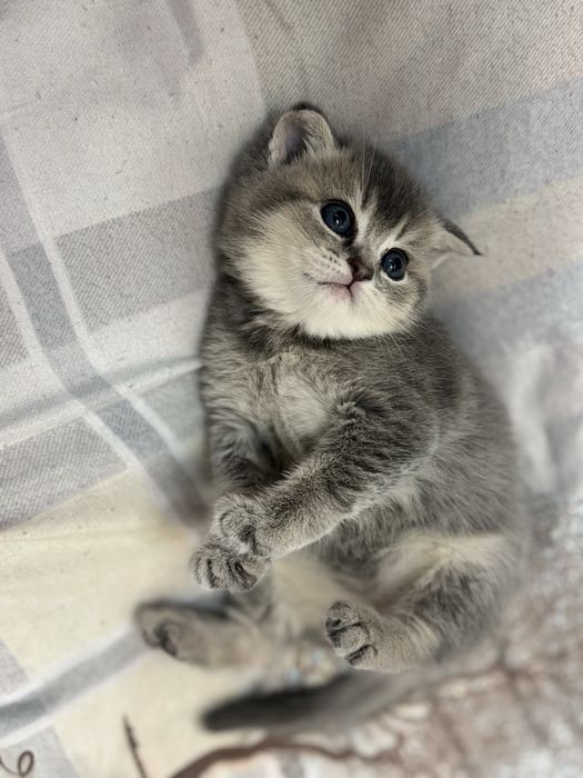 Продаются Котята