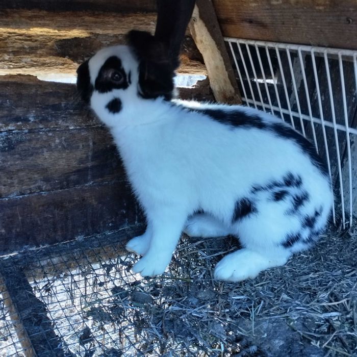 Зайци мъжки и женски на всякаква възраст