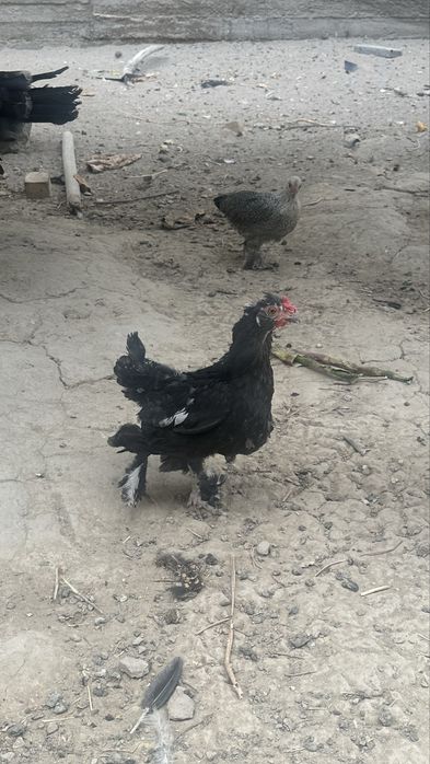 Япон товуқлар сотилади.