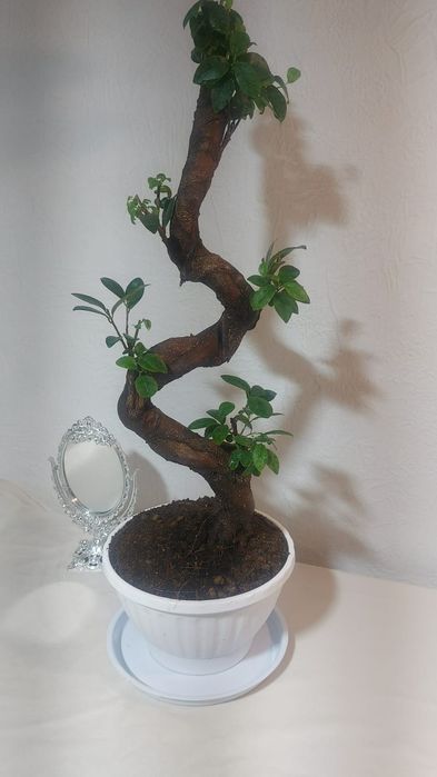 Продам живой бонсай