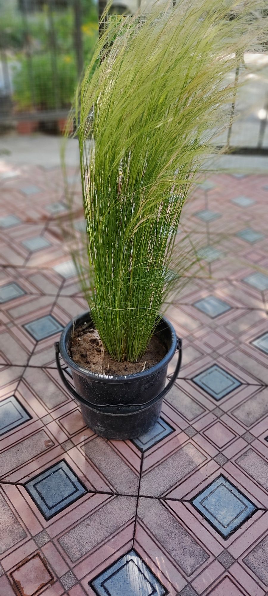 Ковыль красивейший (Stipa pulcherrima)