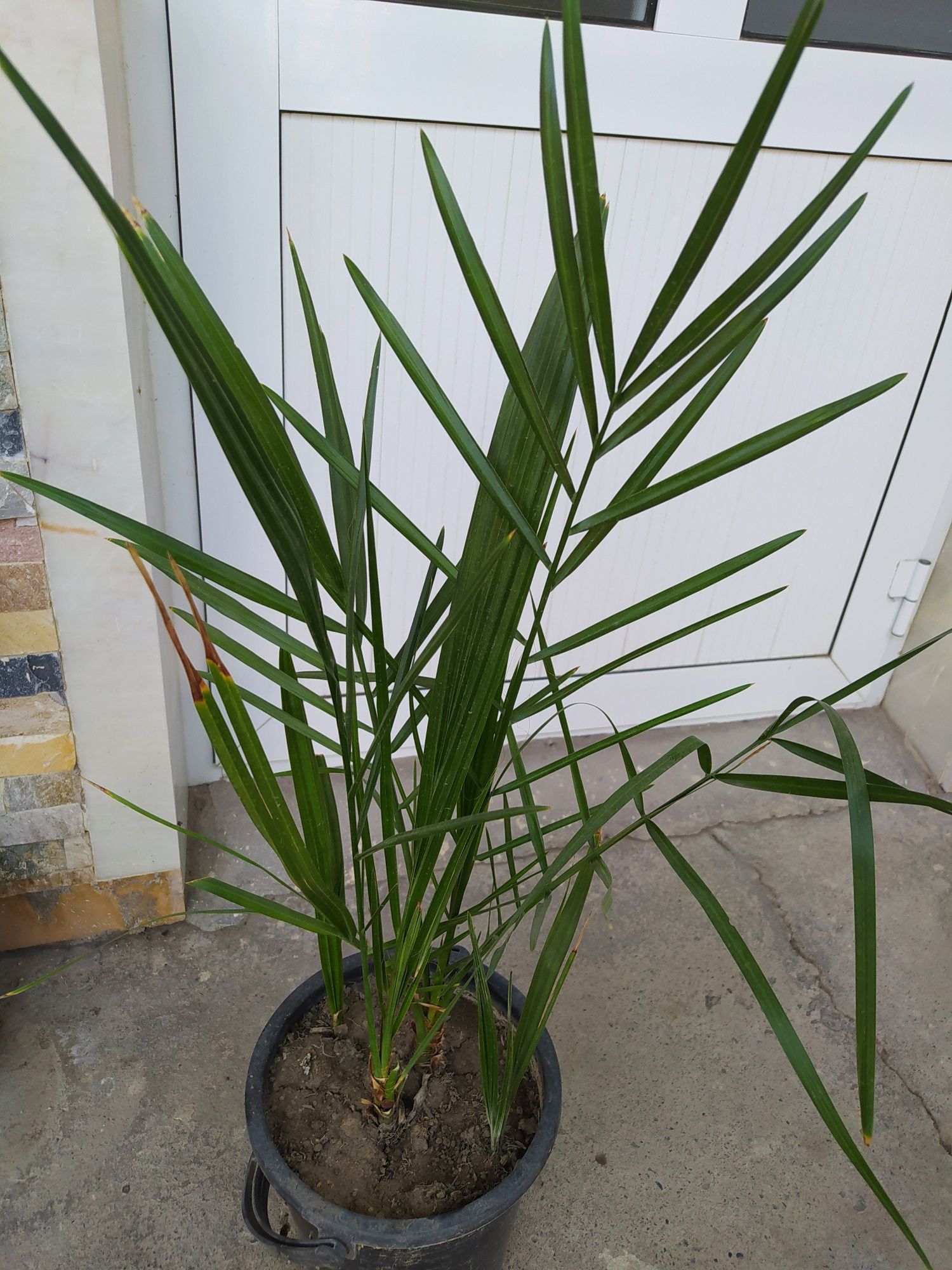 Финиковая пальма. 5 летняя. Есть ещё и поменьше и подешевле