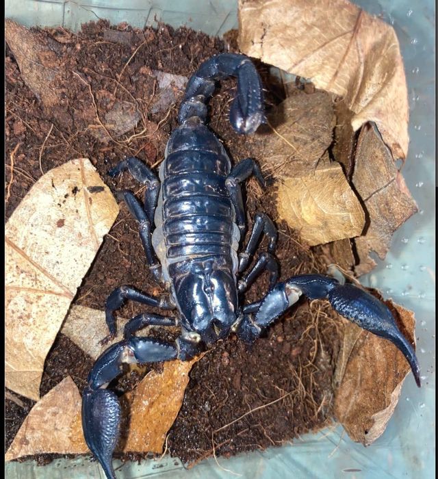 Vand Scorpioni Heterometrus