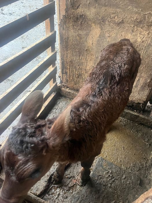 Продавам 2 мъжки телета