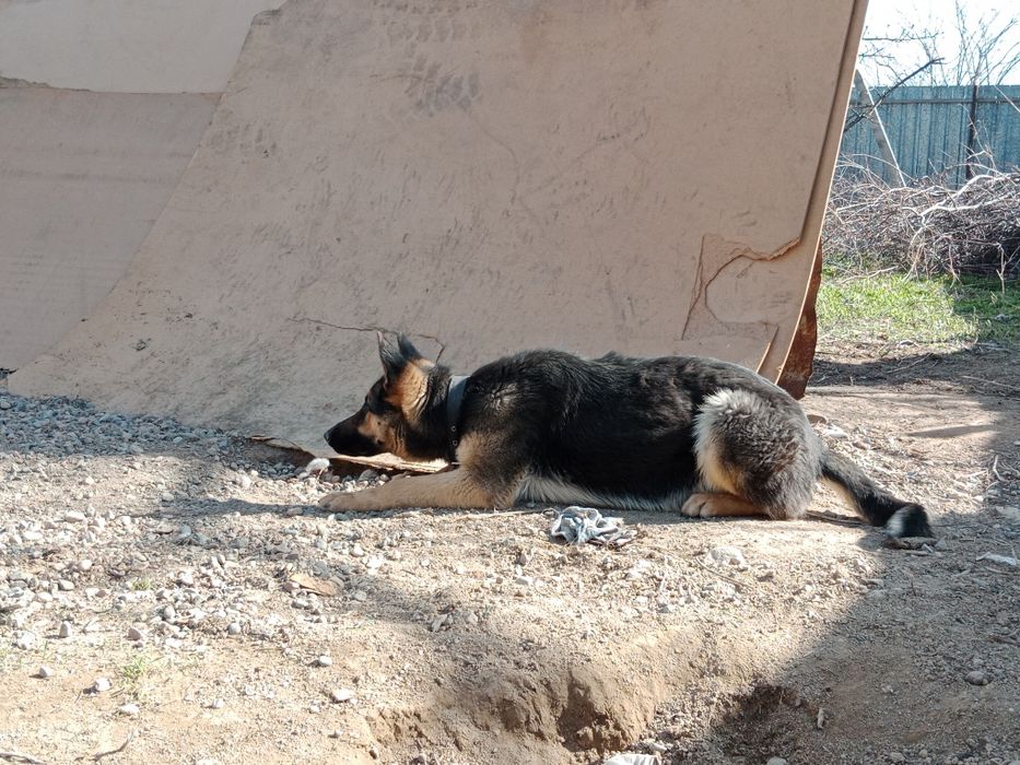 Немецкая овчарка