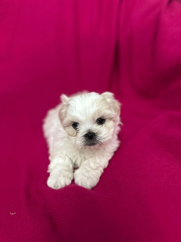 Puiuti Shih Tzu