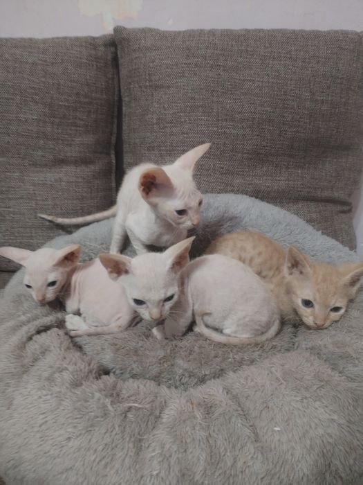 Кошки пароды сфинкс