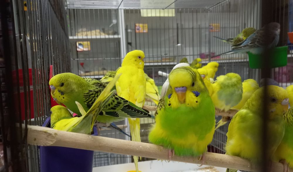 Волнистые попугаи и Кореллы, волнистики, птицы, корелла,