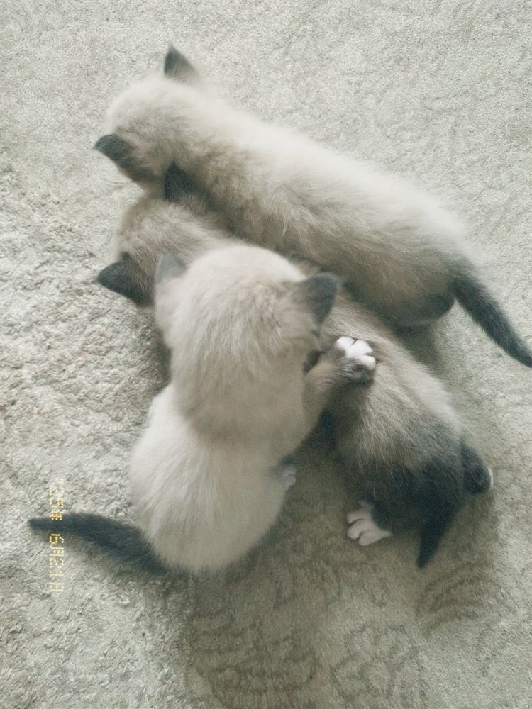 Продам метис котят
