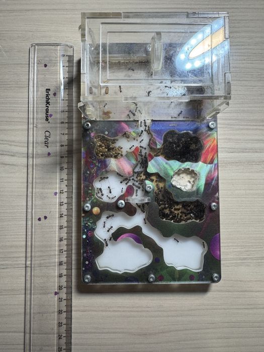 Муравьиная ферма