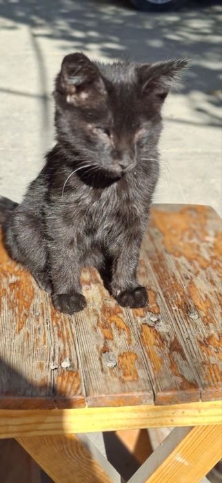 Черный Котенок девочка