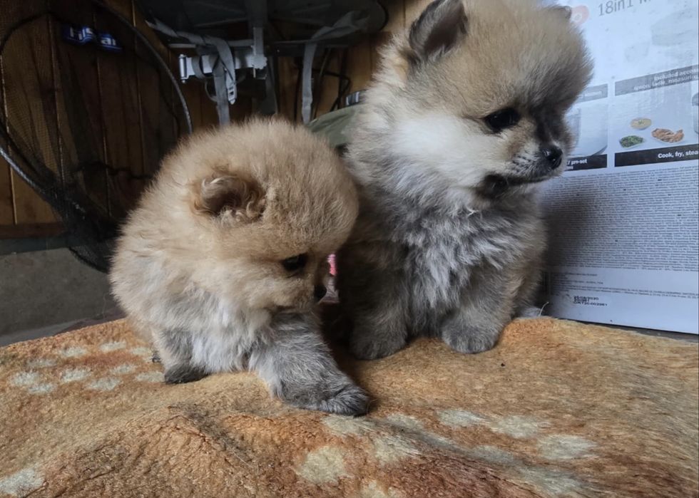 Чистокръвни померани