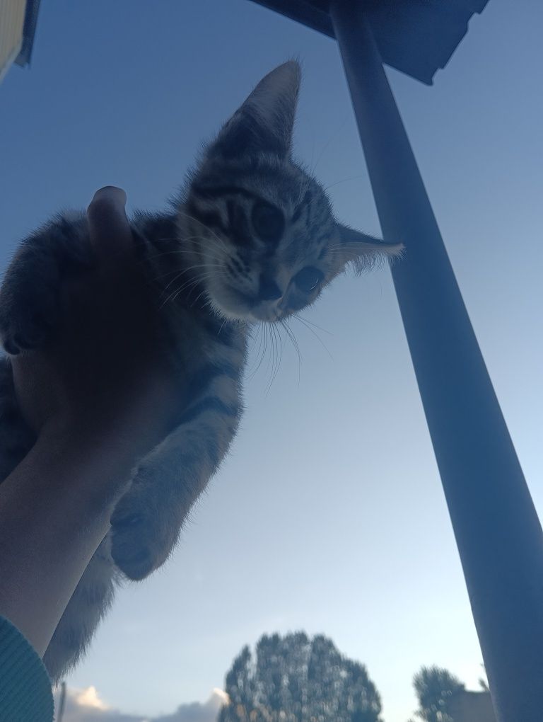 Кошка мальчик растёт дома