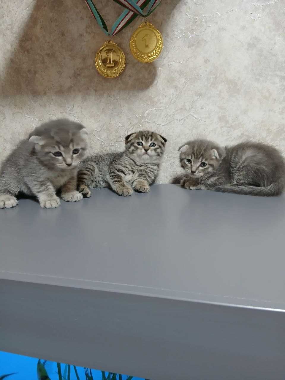 Чистокровные КОТЯТА!!!