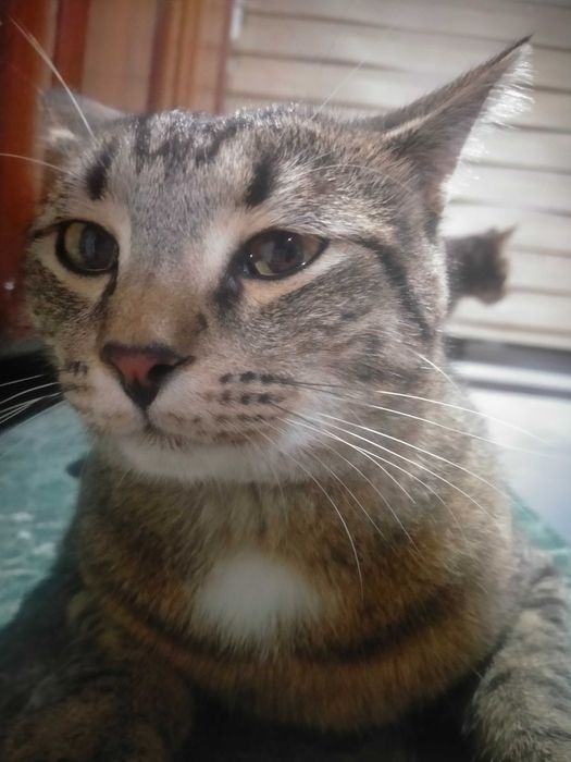 ПРОПАЛ КОТ, есть вознаграждение, помогите пожалуйста