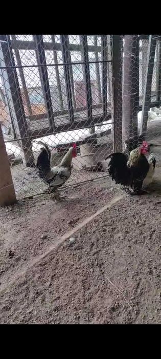 Vănd cocoși de găină sau de iopan