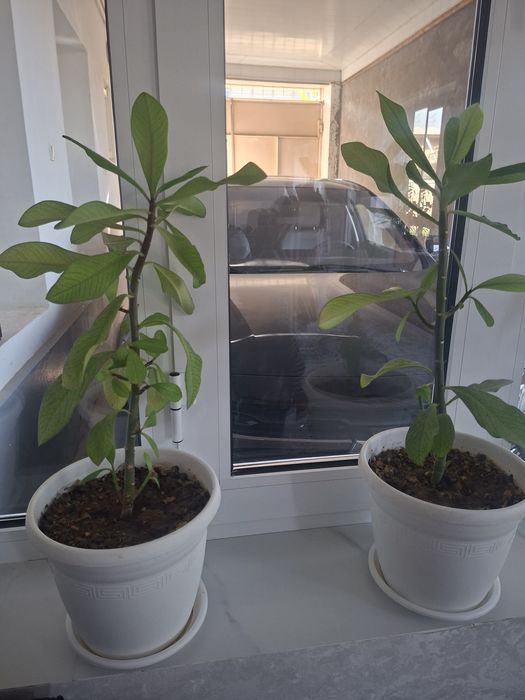 Honaki gul, malachay.