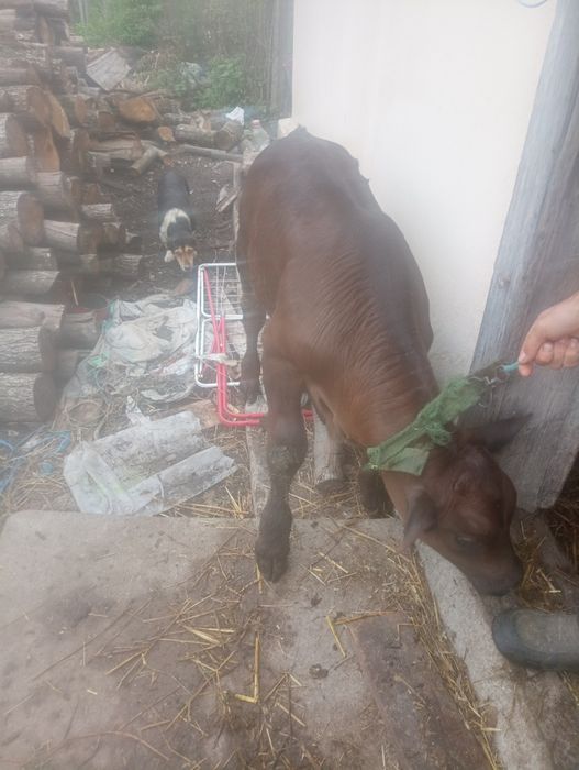 Vând vaca și vitel