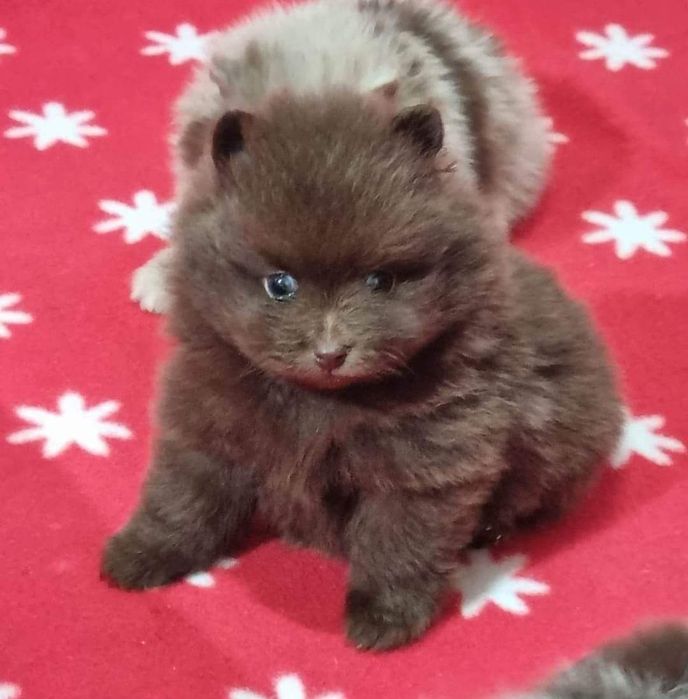 Asigur transport !!! Pui Pomeranian Chocolate fetita superba !!!