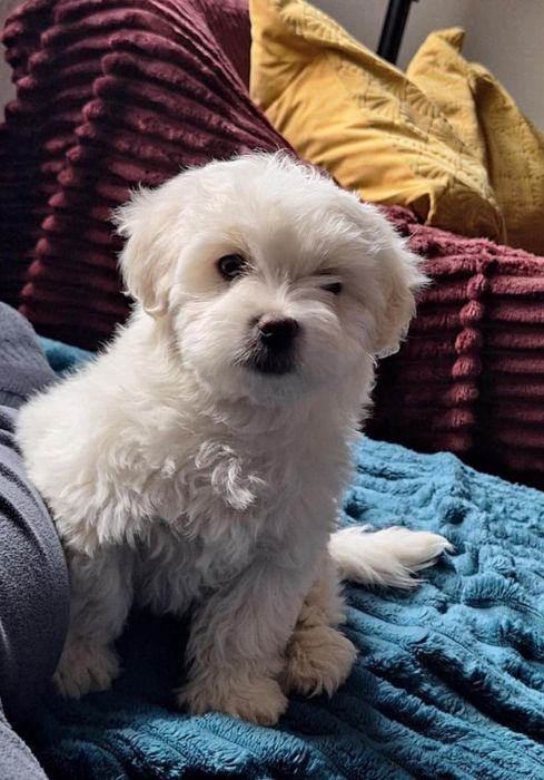 Bichon își caută căsuța