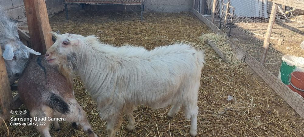 Теке сатылады бір жарым жаста