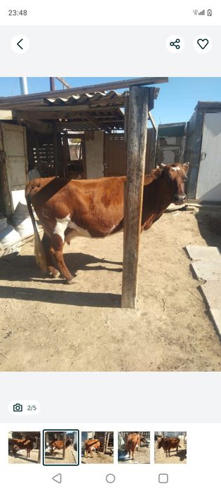 Осы сиыр жогалып кетти