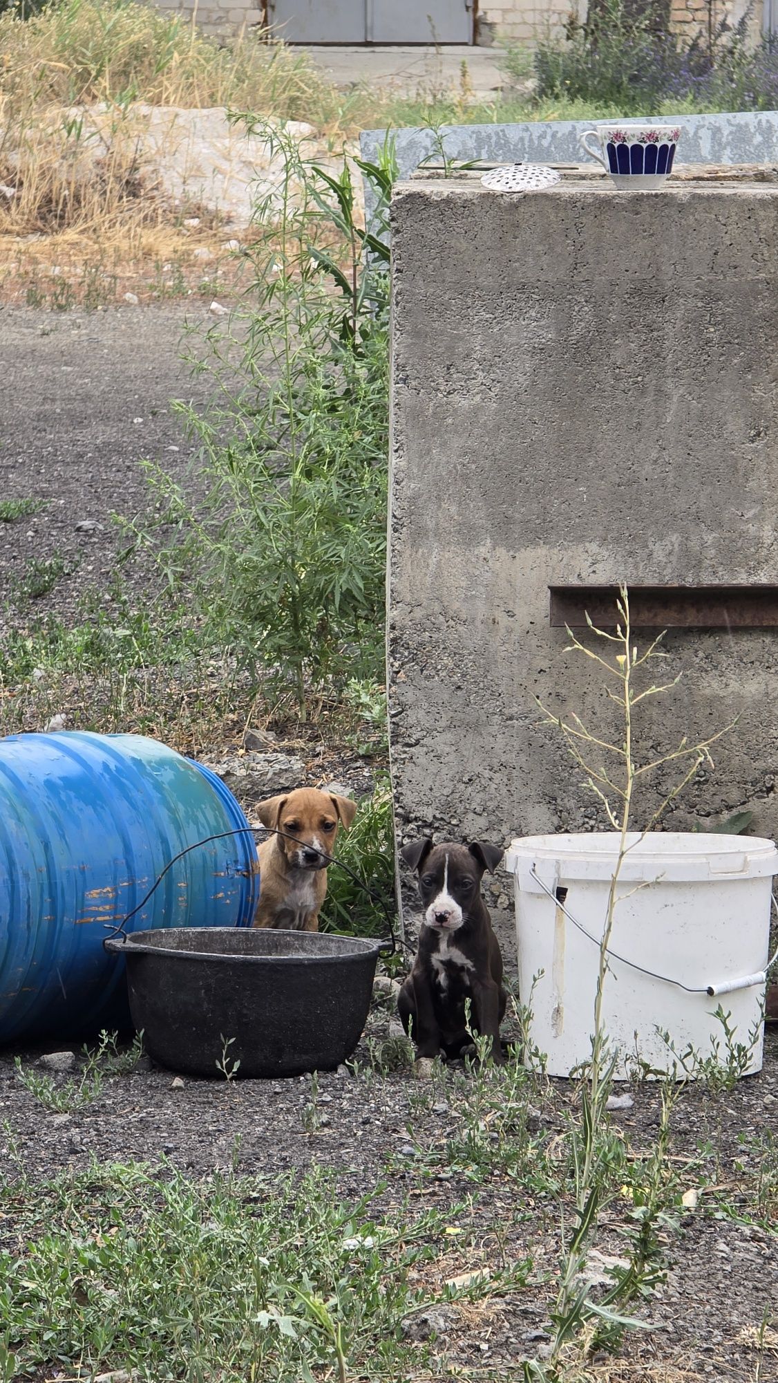 Продам щенят питбультера