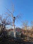 Servicii cu drujba sau motocoasa:  tăiat vegetație, pomi, lemne,crengi
