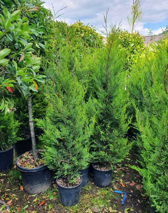 Leylandii – Creștere rapidă și rezistență, Gard viu Leylandri