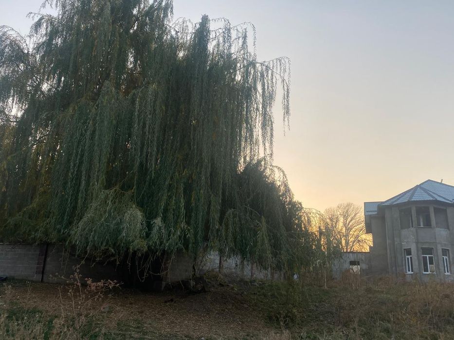 Верхушка ивы на декорацию