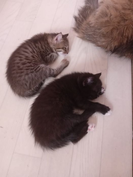 Отдам котят в хорошие руки