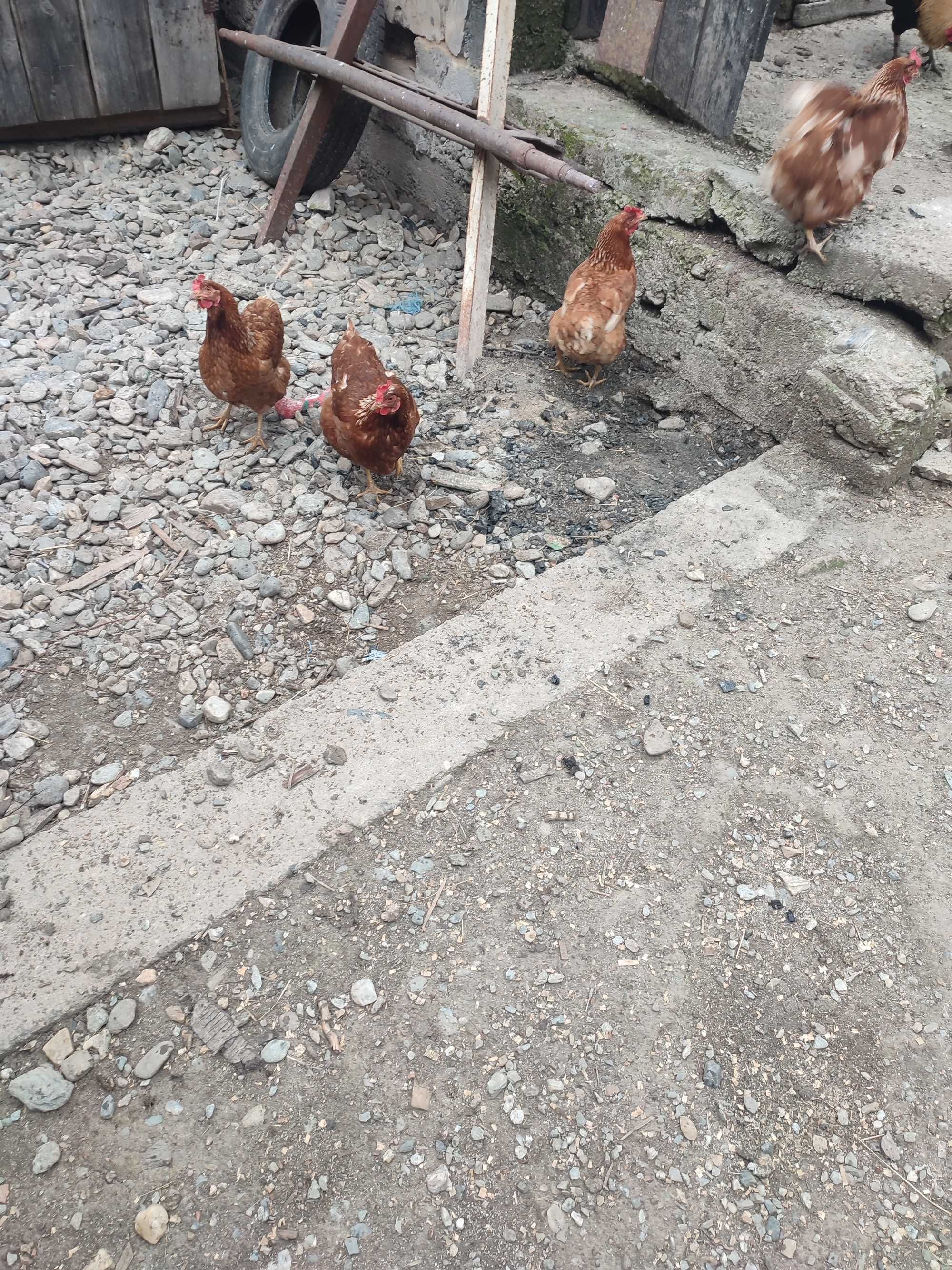 Vând oua de casa!