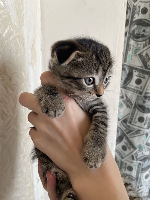 Вислоухий котенок