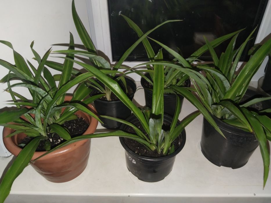 Продам хлорофитум!