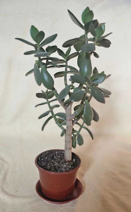 Толстянка. Денежное дерево.