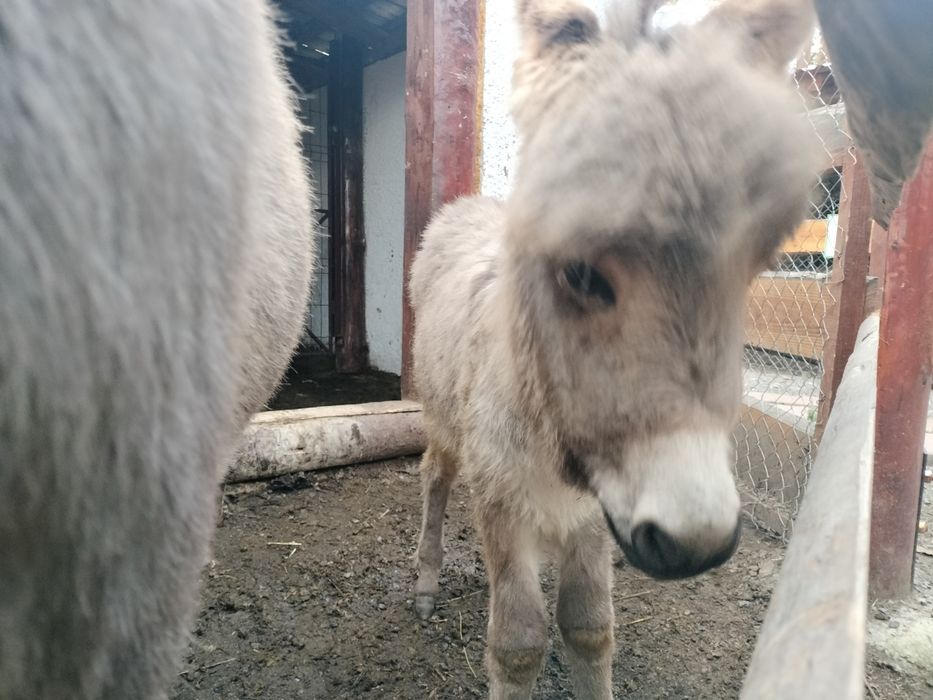 Măgărița cu pui de doua luni