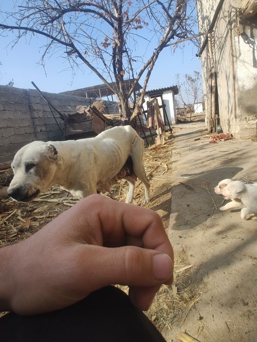 Үлкен иттің балалары күшіктер