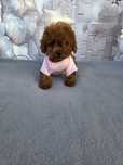 Пудел тийкъп Момиче/Teacup poodle/ с документ за произход